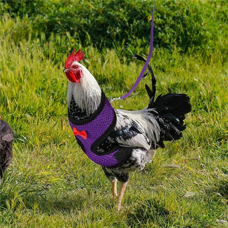 Chicken Duck Vest Hen Belt Pet Harness Matching Collars Bow Comfortable Leads