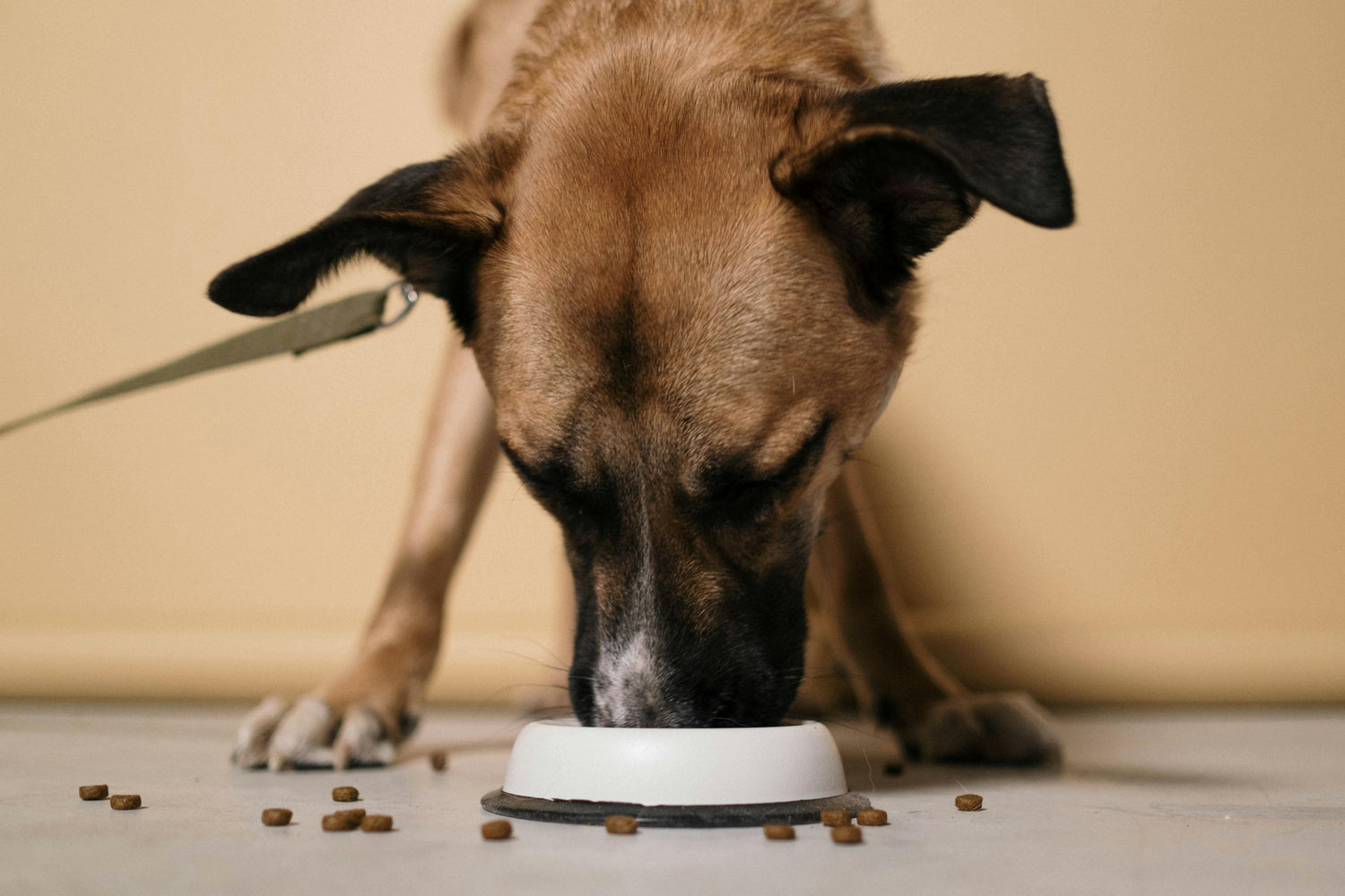 Feeders and Water Bowls