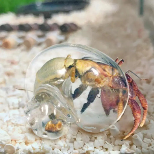 Hermit Crab House Clear Glass Conch Shells Fish Tank Ornaments