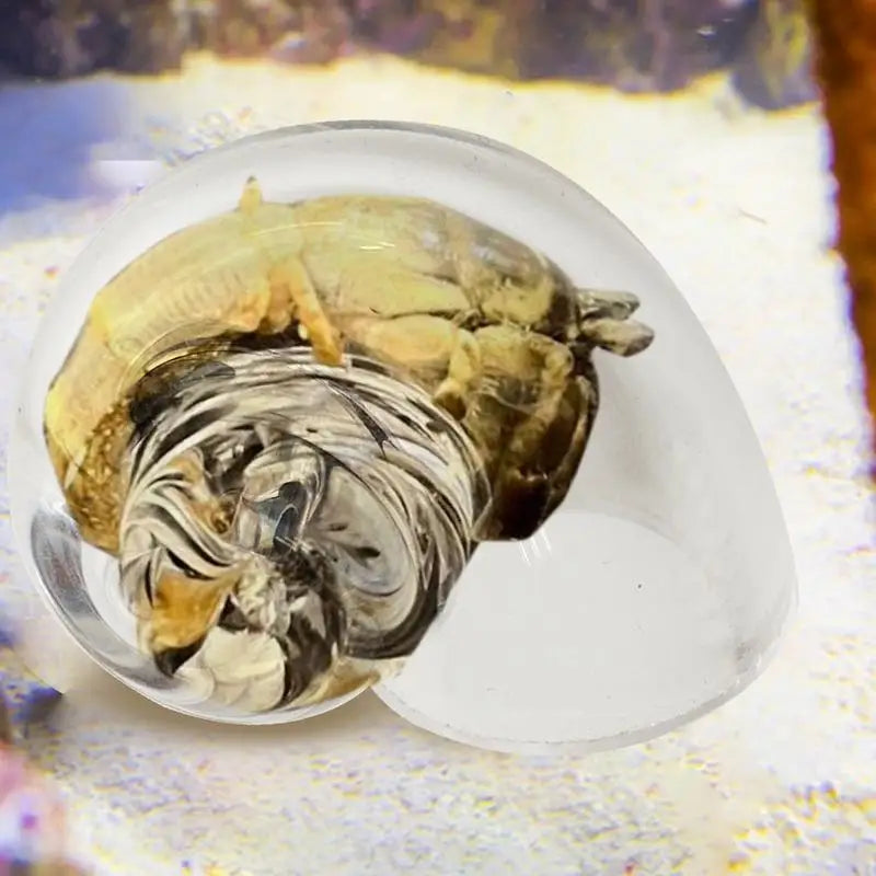 Hermit Crab House Clear Glass Conch Shells Fish Tank Ornaments
